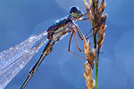 Kleine Binsenjungfer Lestes virens