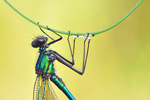 Gebänderte Prachtlibelle Calopteryx splendens