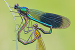 Gebänderte Prachtlibelle Calopteryx splendens