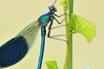 Gebänderte Prachtlibelle Calopteryx splendens