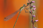 Kleine Binsenjungfer Lestes virens