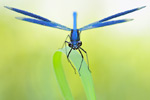 Gebänderte Prachtlibelle Calopteryx splendens