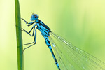 Fledermaus-Azurjungfer Coenagrion pulchellum