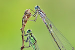 Fledermaus-Azurjungfer Coenagrion pulchellum