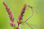 Südliche Binsenjungfer Lestes barbarus