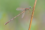 Südliche Binsenjungfer Lestes barbarus