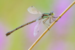 Südliche Binsenjungfer Lestes barbarus