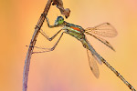 Südliche Binsenjungfer Lestes barbarus