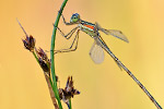 Südliche Binsenjungfer Lestes barbarus