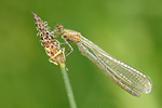 Becher-Azurjungfer Enallagma cyathigerum