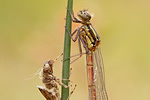 Frühe Adonislibelle Pyrrhosoma nymphula