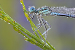 Gemeine Federlibelle Platycnemis pennipes