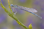 Gemeine Federlibelle Platycnemis pennipes