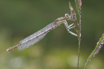 Gemeine Federlibelle Platycnemis pennipes