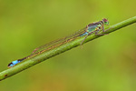 Große Pechlibelle Ischnura elegans