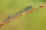 Becher-Azurjungfer Enallagma cyathigerum