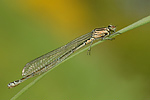 Hufeisen-Azurjungfer Coenagrion puella