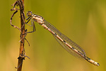 Becher-Azurjungfer Enallagma cyathigerum