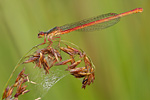 Späte Adonisjungfer Ceriagrion tenellum