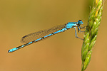 Becher-Azurjungfer Enallagma cyathigerum