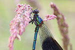 Gebänderte Prachtlibelle Calopteryx splendens