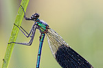 Gebänderte Prachtlibelle Calopteryx splendens