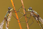 Kleine Binsenjungfer Lestes virens