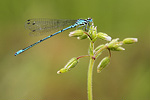 Hufeisen-Azurjungfer Coenagrion puella