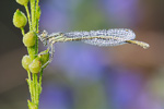 Blaue Federlibelle Platycnemis pennipes