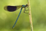 Gebänderte Prachtlibelle Calopteryx splendens