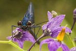 Gebänderte Prachtlibelle Calopteryx splendens