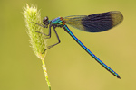 Gebänderte Prachtlibelle Calopteryx splendens