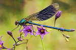 Gebänderte Prachtlibelle Calopteryx splendens