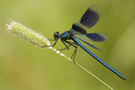 Gebänderte Prachtlibelle Calopteryx splendens