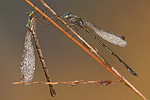 Kleine Binsenjungfer Lestes virens