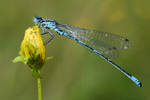 Fledermaus-Azurjungfer Coenagrion pulchellum