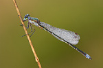 Kleine Binsenjungfer Lestes virens