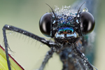 Blauflügel-Prachtlibelle Calopteryx virgo