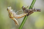 Frühe Adonislibelle Pyrrhosoma nymphula