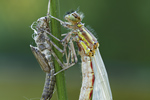 Frühe Adonislibelle Pyrrhosoma nymphula