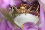Busch-Krabbenspinne Xysticus cristatus