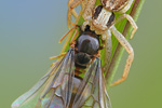Busch-Krabbenspinne Xysticus cristatus