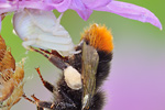 Veränderliche Krabbenspinne Misumena vatia