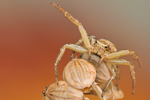 Busch-Krabbenspinne Xysticus cristatus