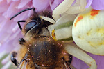 Veränderliche Krabbenspinne Misumena vatia