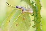 Veränderliche Krabbenspinne Misumena vatia