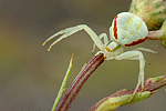 Veränderliche Krabbenspinne Misumena vatia