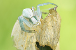 Veränderliche Krabbenspinne Misumena vatia