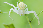 Veränderliche Krabbenspinne Misumena vatia