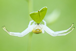 Veränderliche Krabbenspinne Misumena vatia